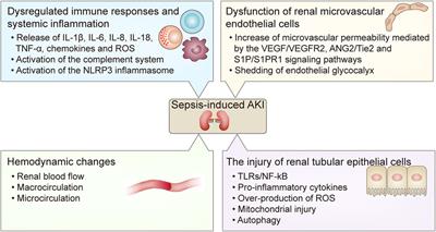 Sepsis-induced AKI: From pathogenesis to therapeutic approaches